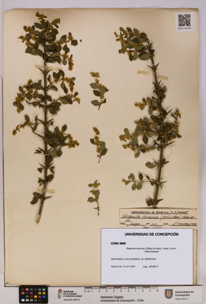 Retanilla trinervia [Espécimen: UDEC:CONC:0006835]