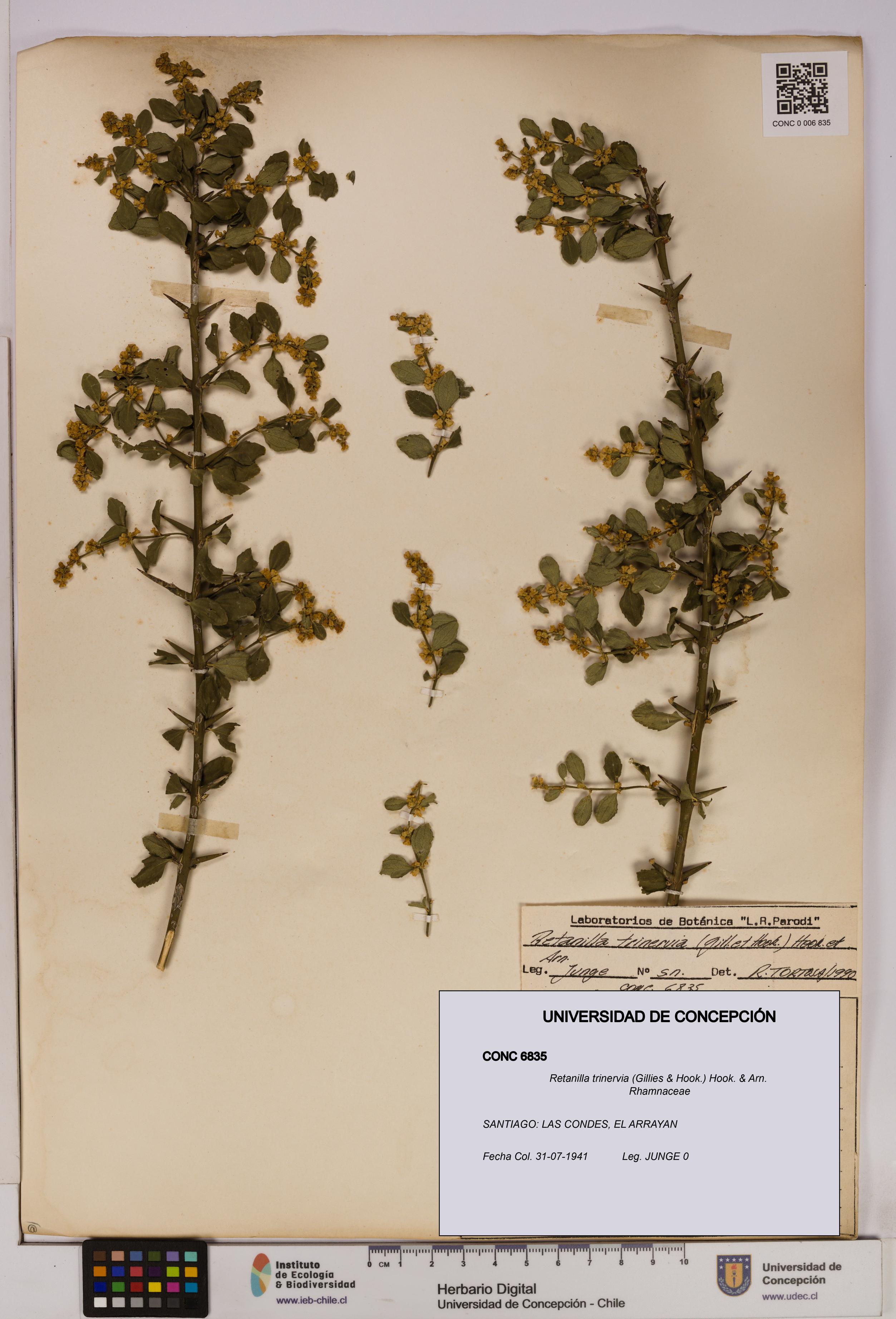 Retanilla trinervia [Espécimen: UDEC:CONC:0006835]