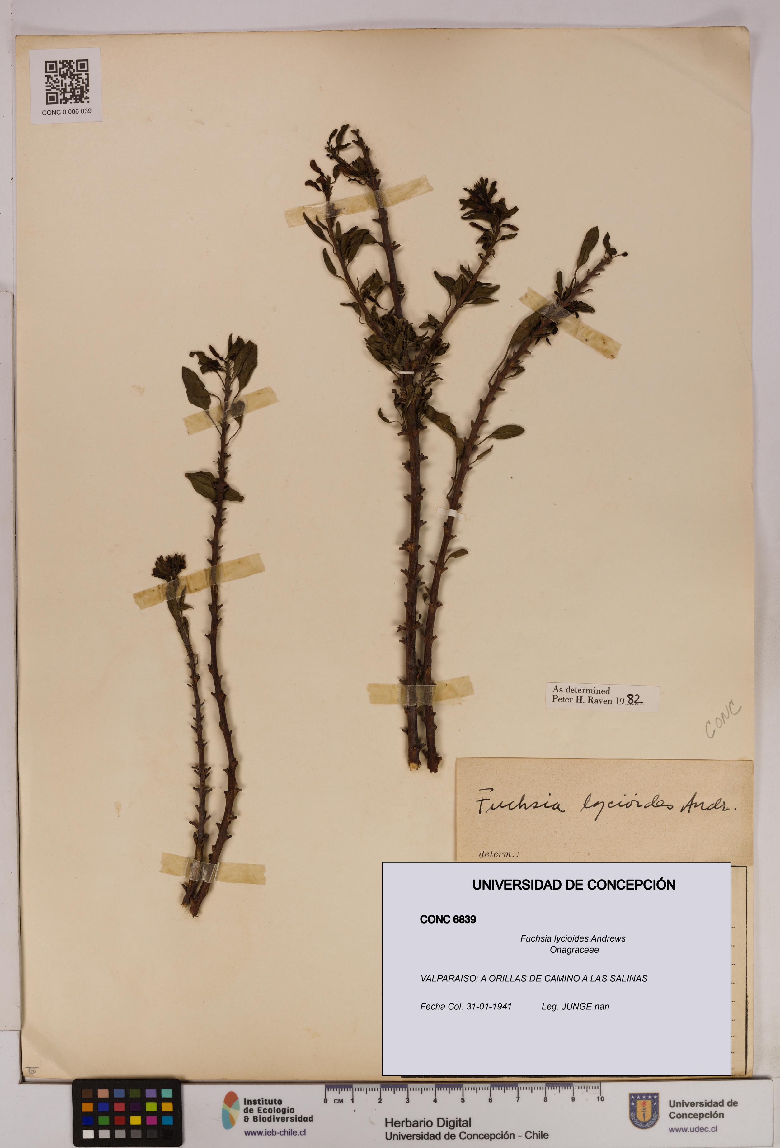 Fuchsia lycioides [Espécimen: UDEC:CONC:0006839]