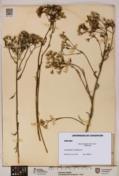 Senecio bridgesii [Espécimen: UDEC:CONC:0006841]