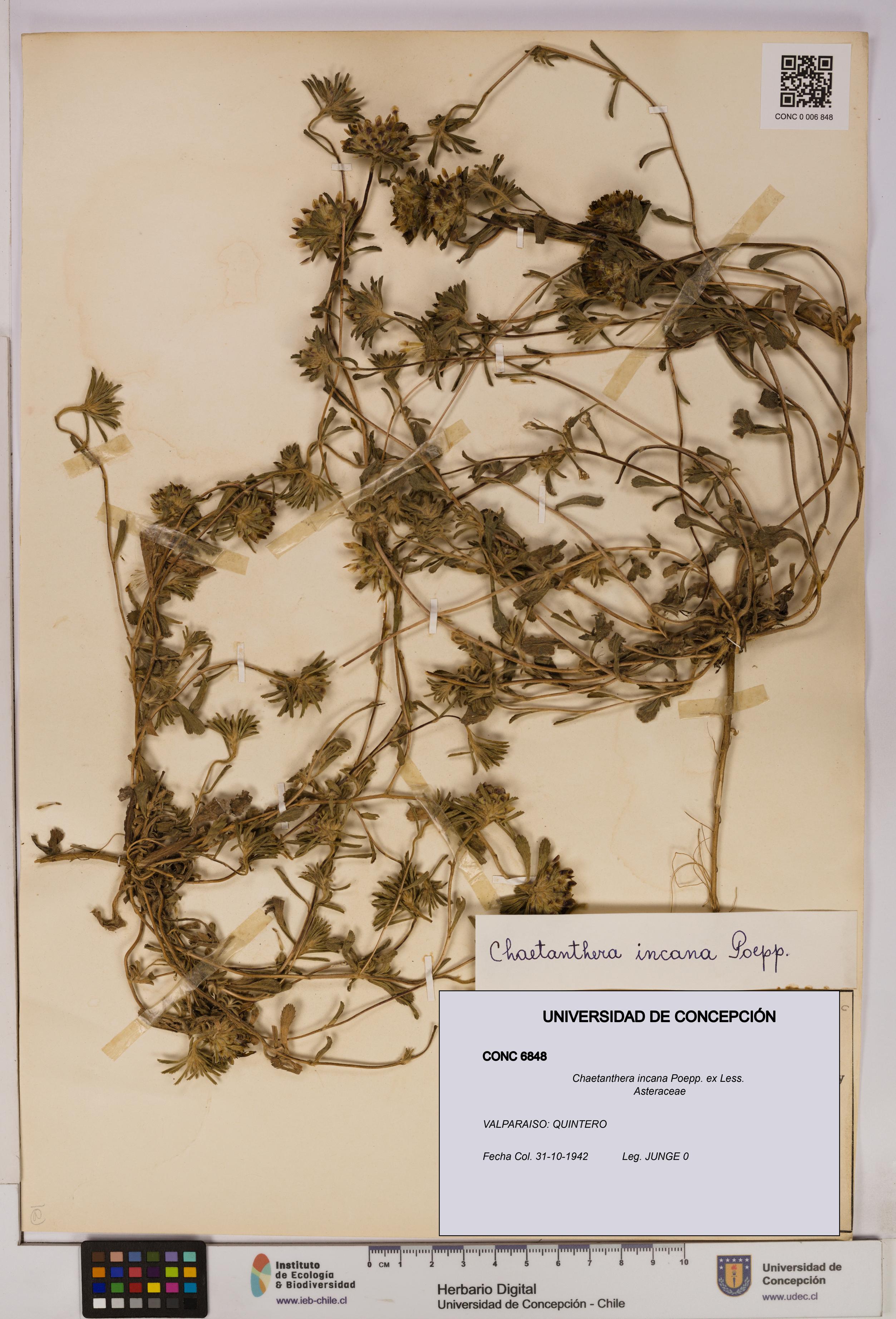 Chaetanthera incana [Espécimen: UDEC:CONC:0006848]