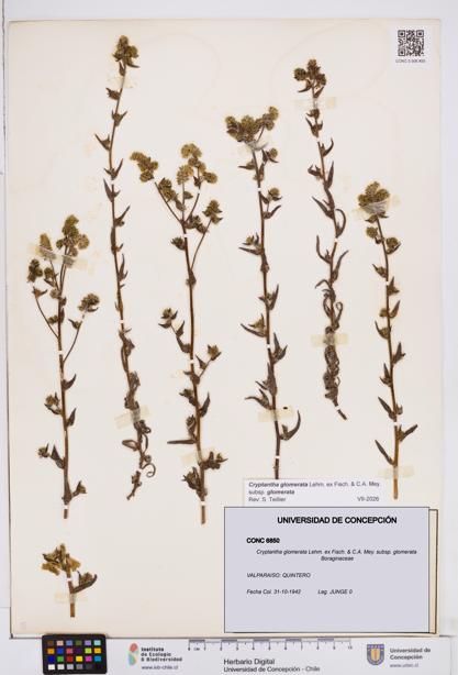 Cryptantha glomerata subsp. glomerata [Espécimen: ]