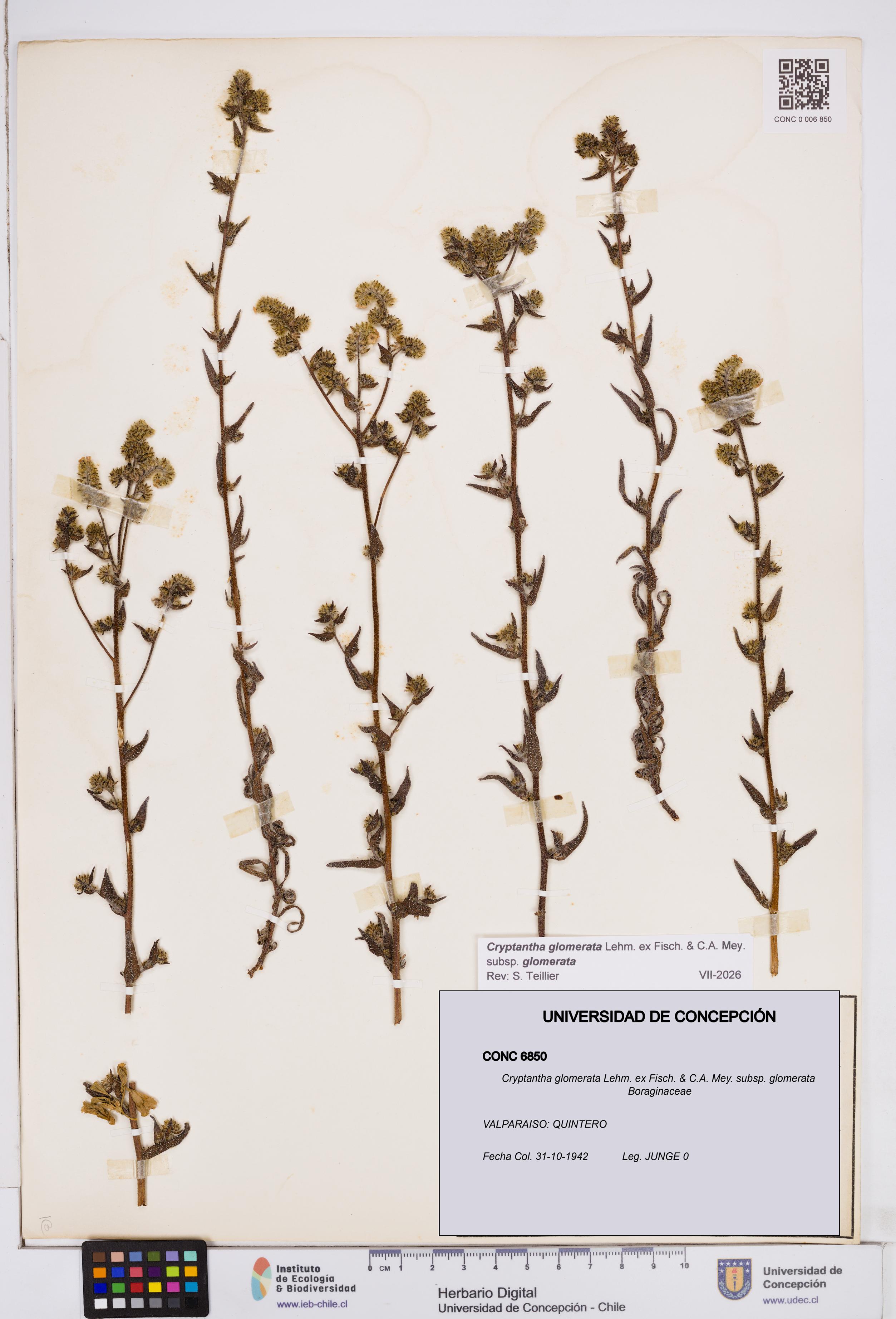 Cryptantha glomerata subsp. glomerata [Espécimen: ]