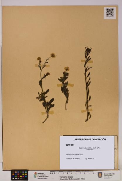 Erigeron othonnifolius [Espécimen: UDEC:CONC:0006851]