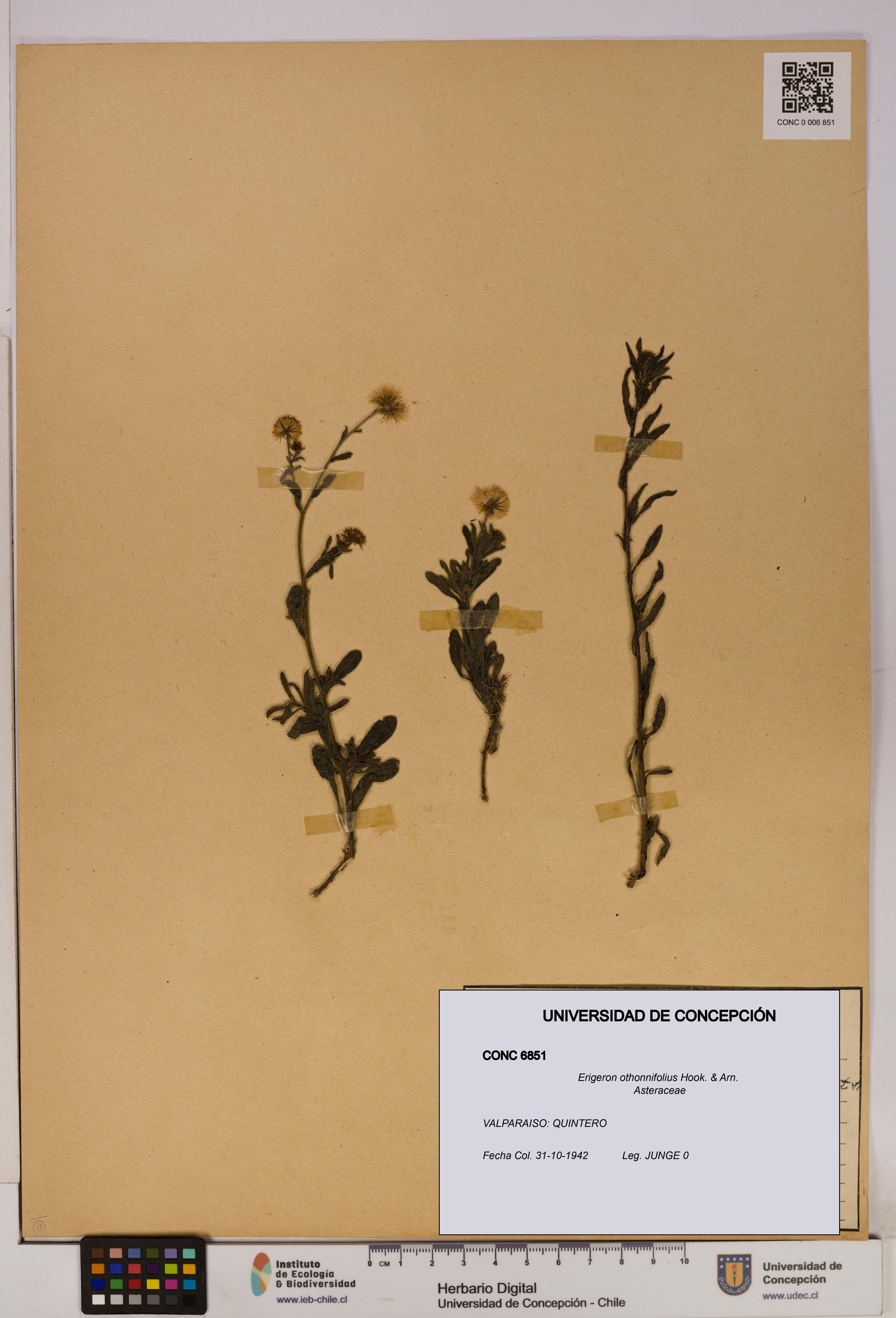 Erigeron othonnifolius [Espécimen: UDEC:CONC:0006851]
