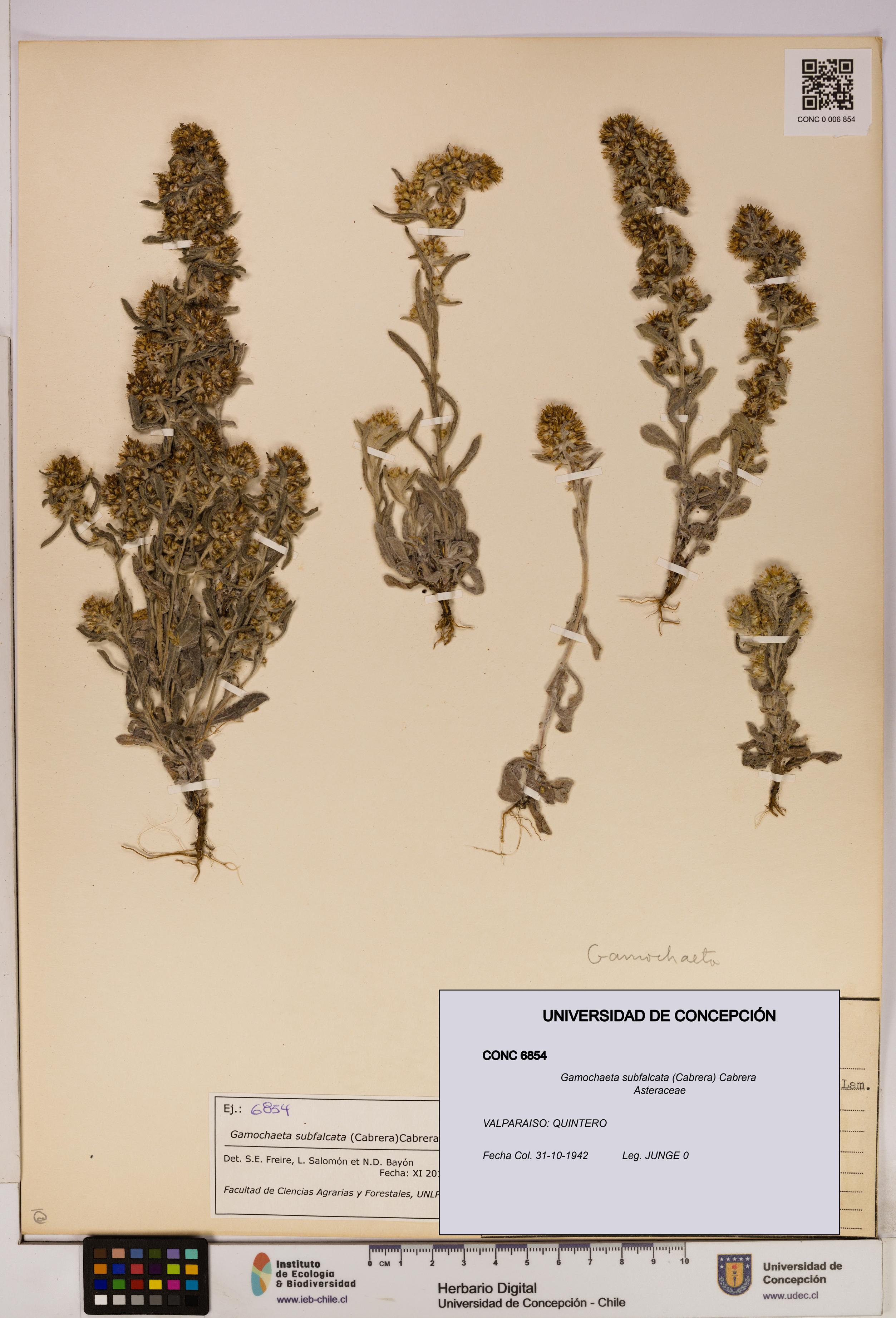 Gamochaeta subfalcata [Espécimen: UDEC:CONC:0006854]