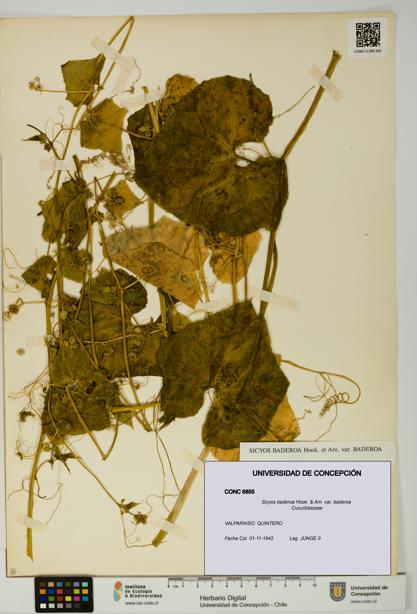 Sicyos baderoa var. baderoa [Espécimen: UDEC:CONC:0006855]