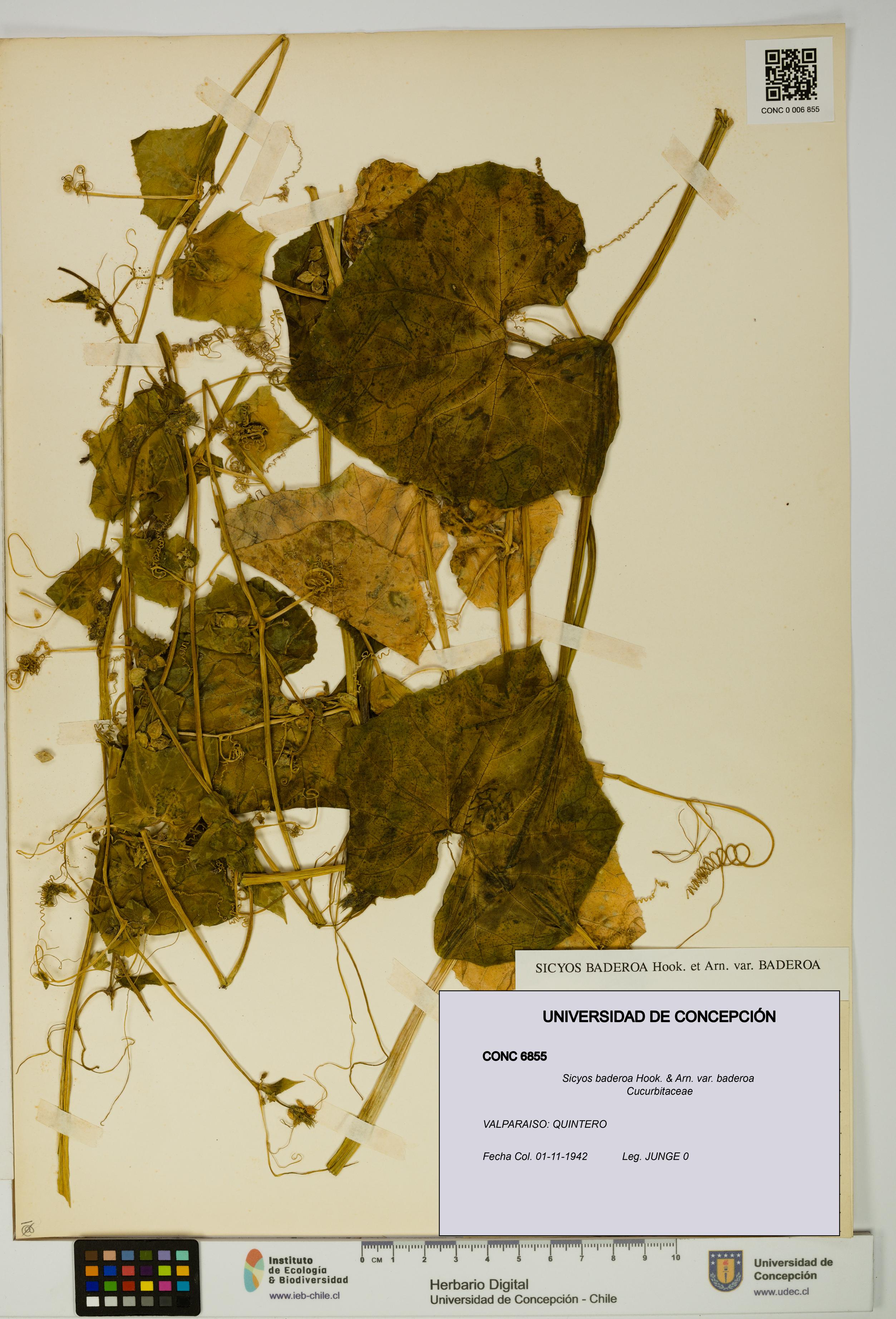 Sicyos baderoa var. baderoa [Espécimen: UDEC:CONC:0006855]