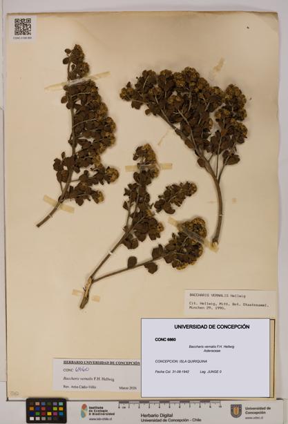 Baccharis vernalis [Espécimen: UDEC:CONC:0006860]