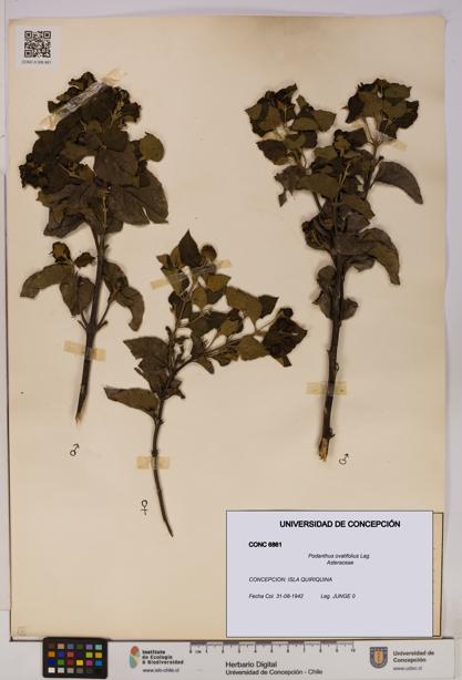 Podanthus ovatifolius [Espécimen: ]