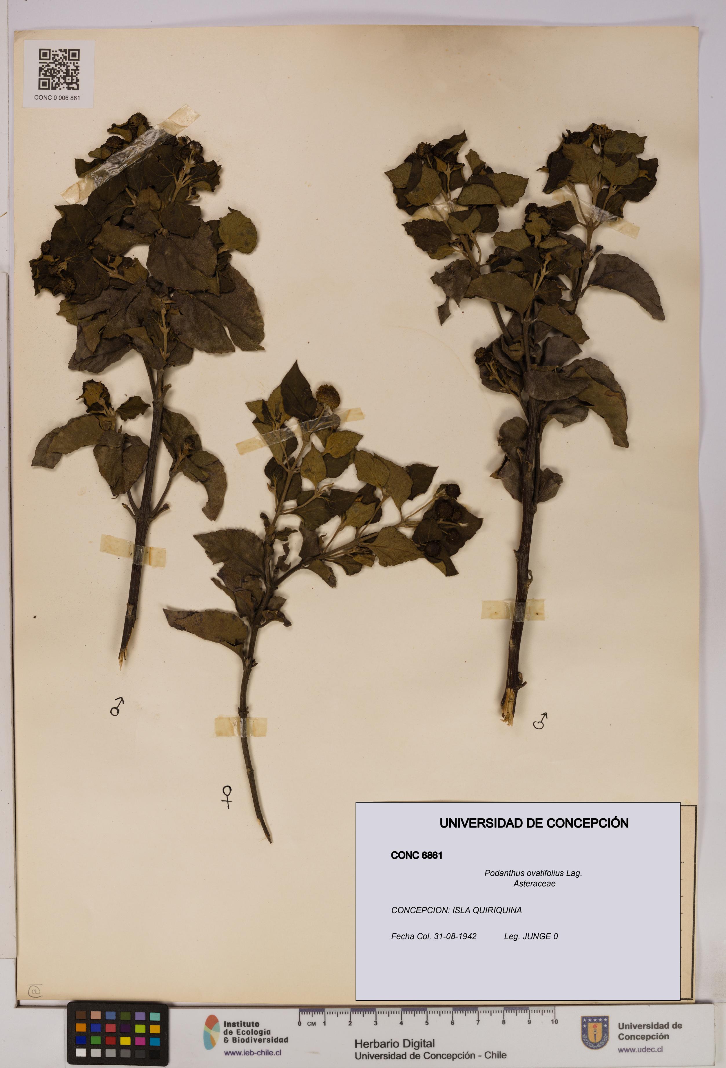 Podanthus ovatifolius [Espécimen: ]