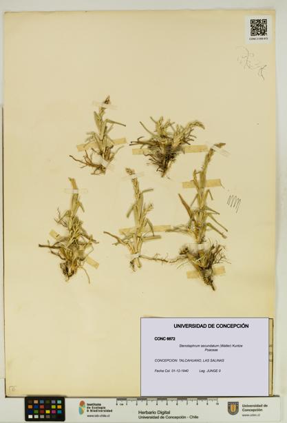 Stenotaphrum secundatum [Espécimen: UDEC:CONC:0006872]