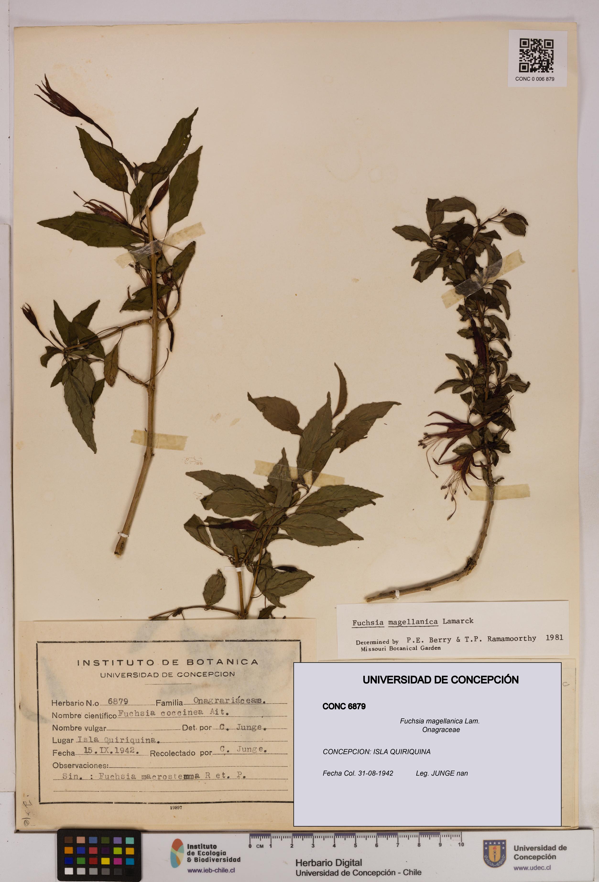 Fuchsia magellanica [Espécimen: UDEC:CONC:0006879]