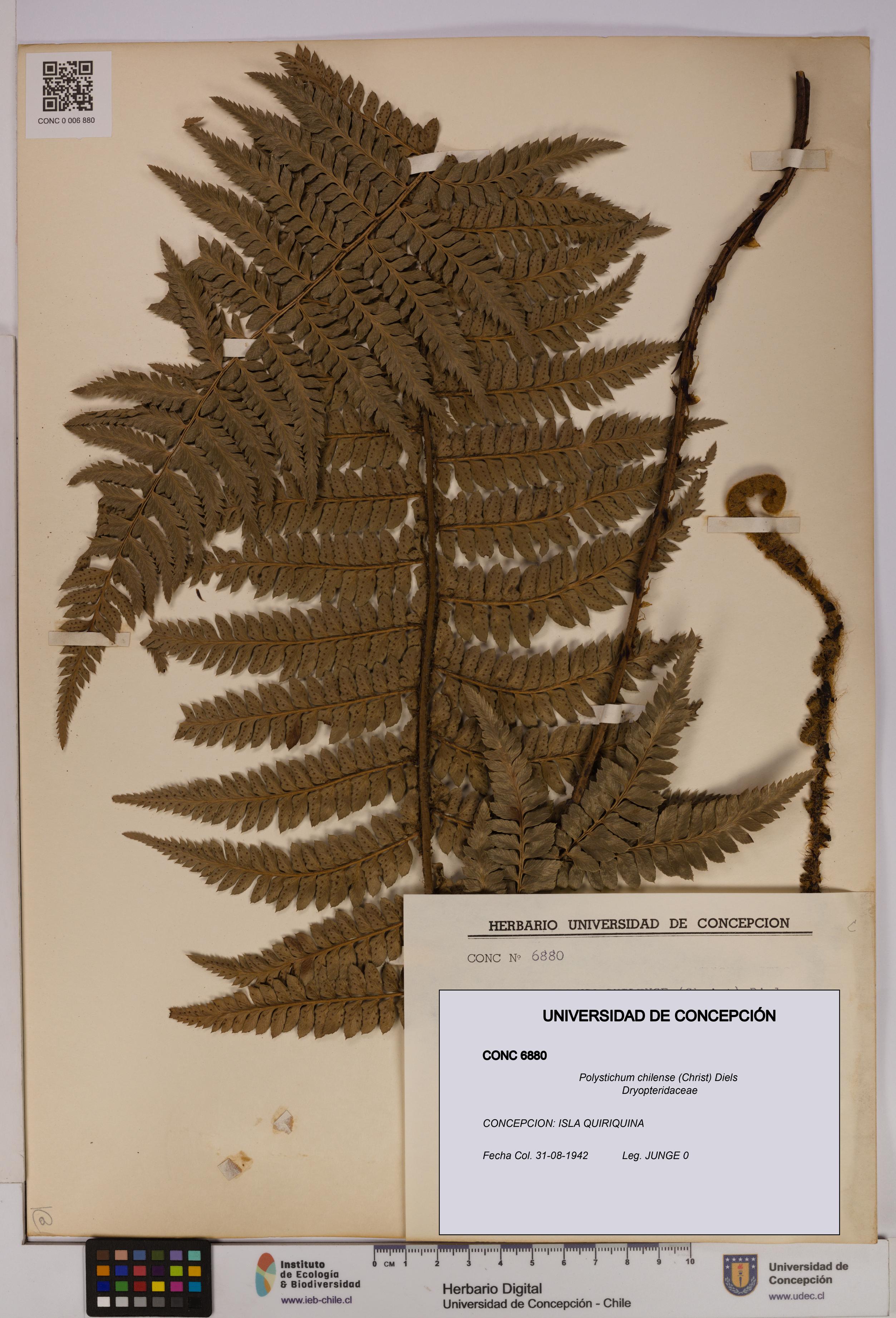 Polystichum chilense [Espécimen: UDEC:CONC:0006880]