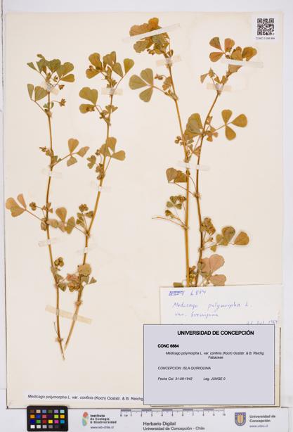 Medicago polymorpha var. confinis [Espécimen: ]