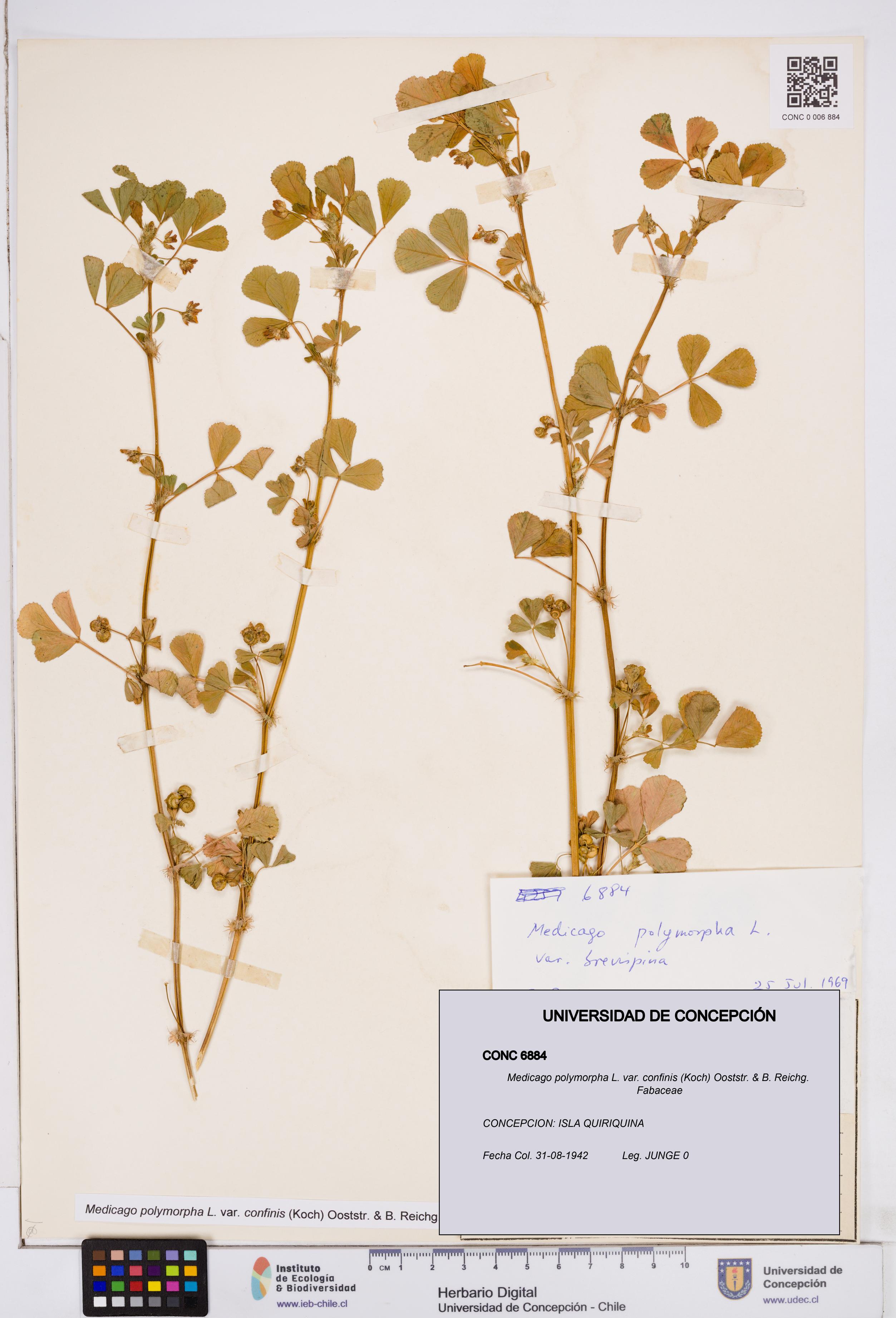 Medicago polymorpha var. confinis [Espécimen: ]
