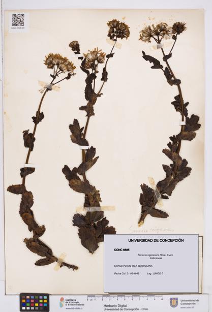 Senecio nigrescens [Espécimen: ]