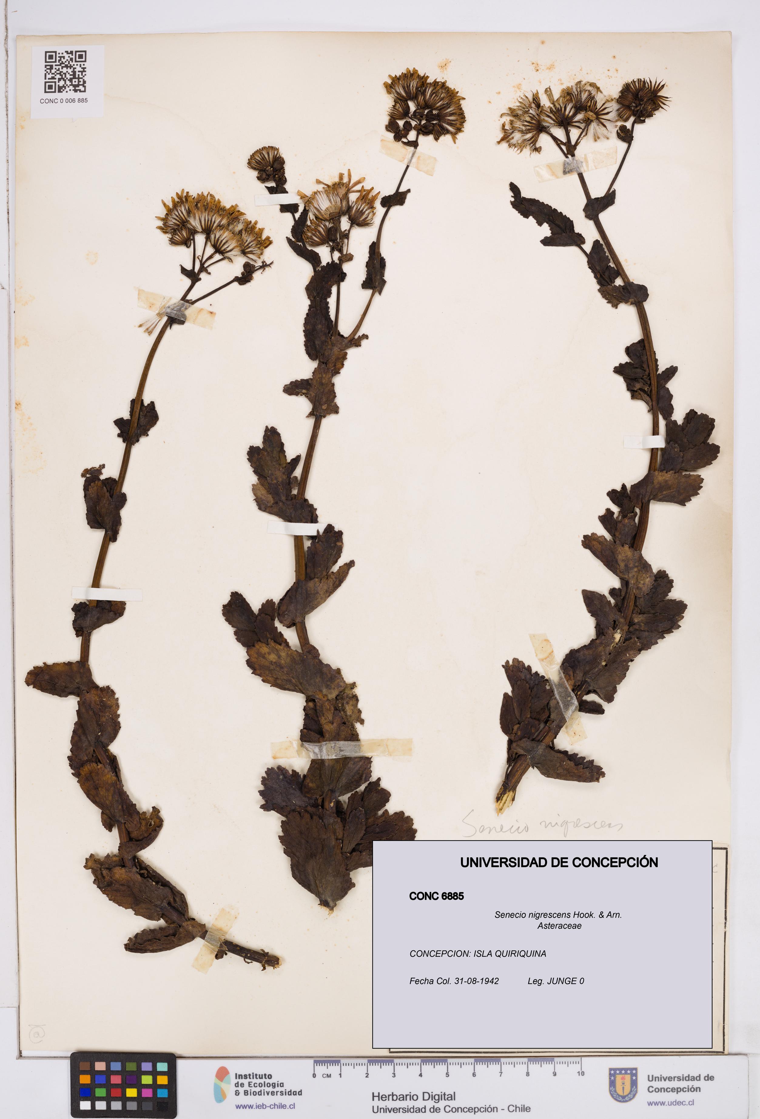 Senecio nigrescens [Espécimen: ]