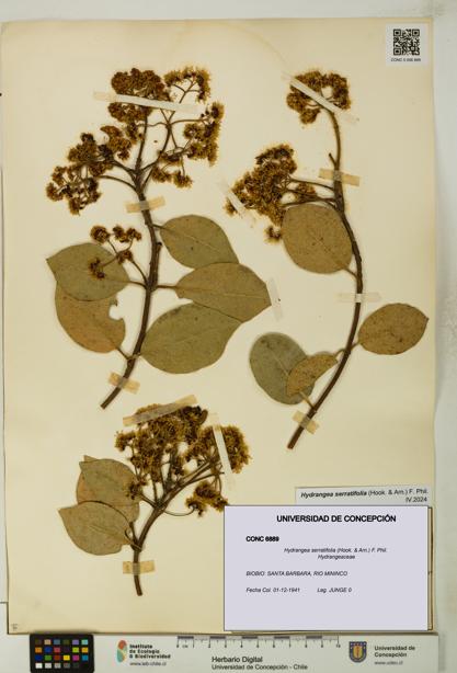 Hydrangea serratifolia [Espécimen: UDEC:CONC:0006889]