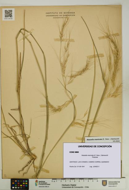 Nassella manicata [Espécimen: UDEC:CONC:0006893]