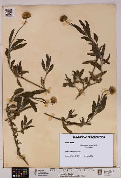 Haplopappus uncinatus [Espécimen: UDEC:CONC:0006894]