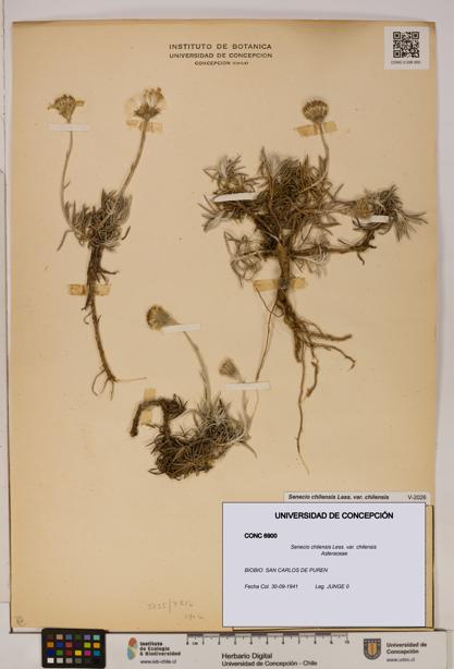 Senecio chilensis var. chilensis [Espécimen: UDEC:CONC:0006900]