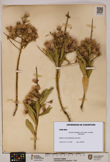 Proustia cuneifolia subsp. cuneifolia [Espécimen: UDEC:CONC:0006918]