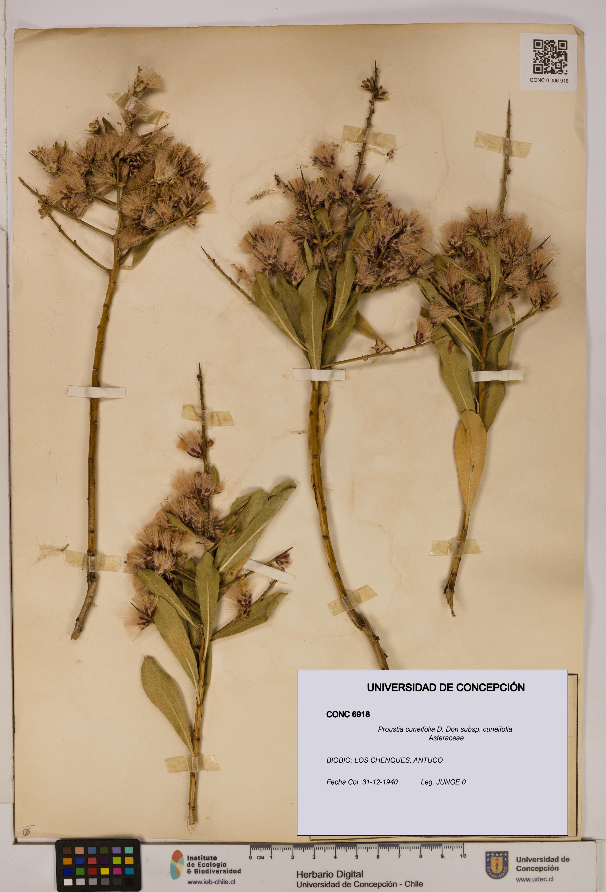 Proustia cuneifolia subsp. cuneifolia [Espécimen: UDEC:CONC:0006918]