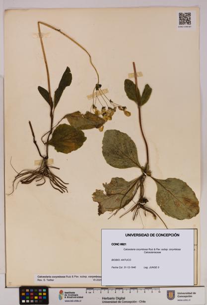 Calceolaria corymbosa [Espécimen: UDEC:CONC:0006921]