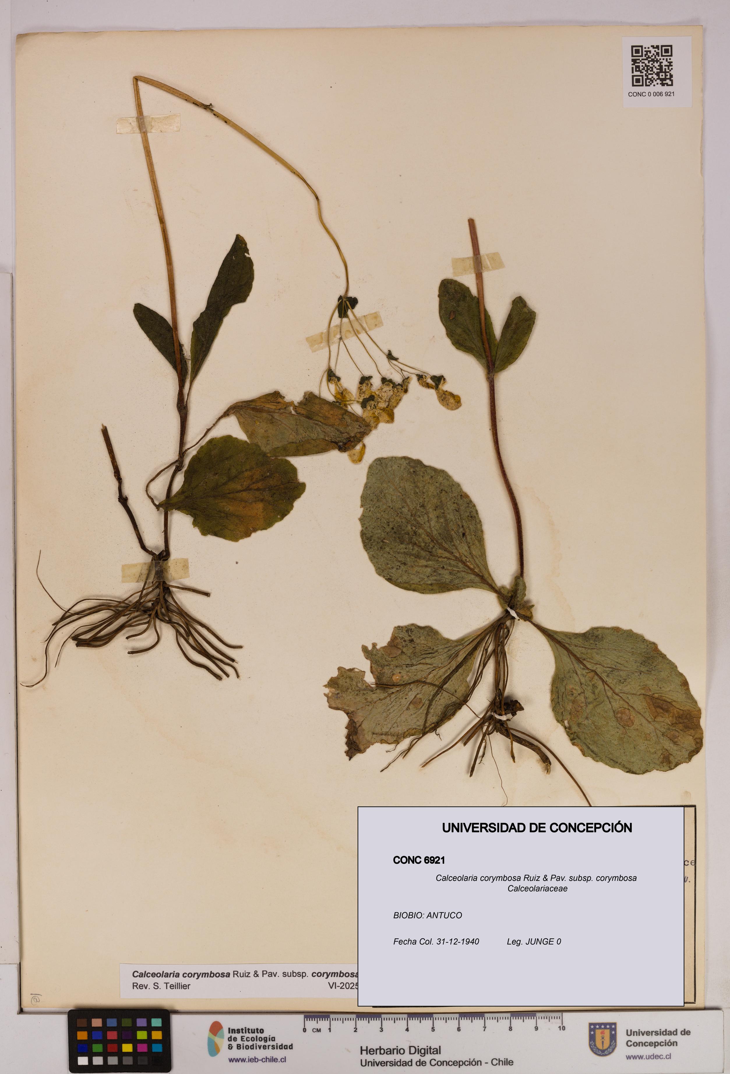 Calceolaria corymbosa [Espécimen: UDEC:CONC:0006921]