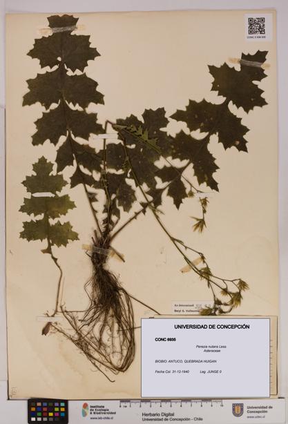 Perezia nutans [Espécimen: UDEC:CONC:0006935]