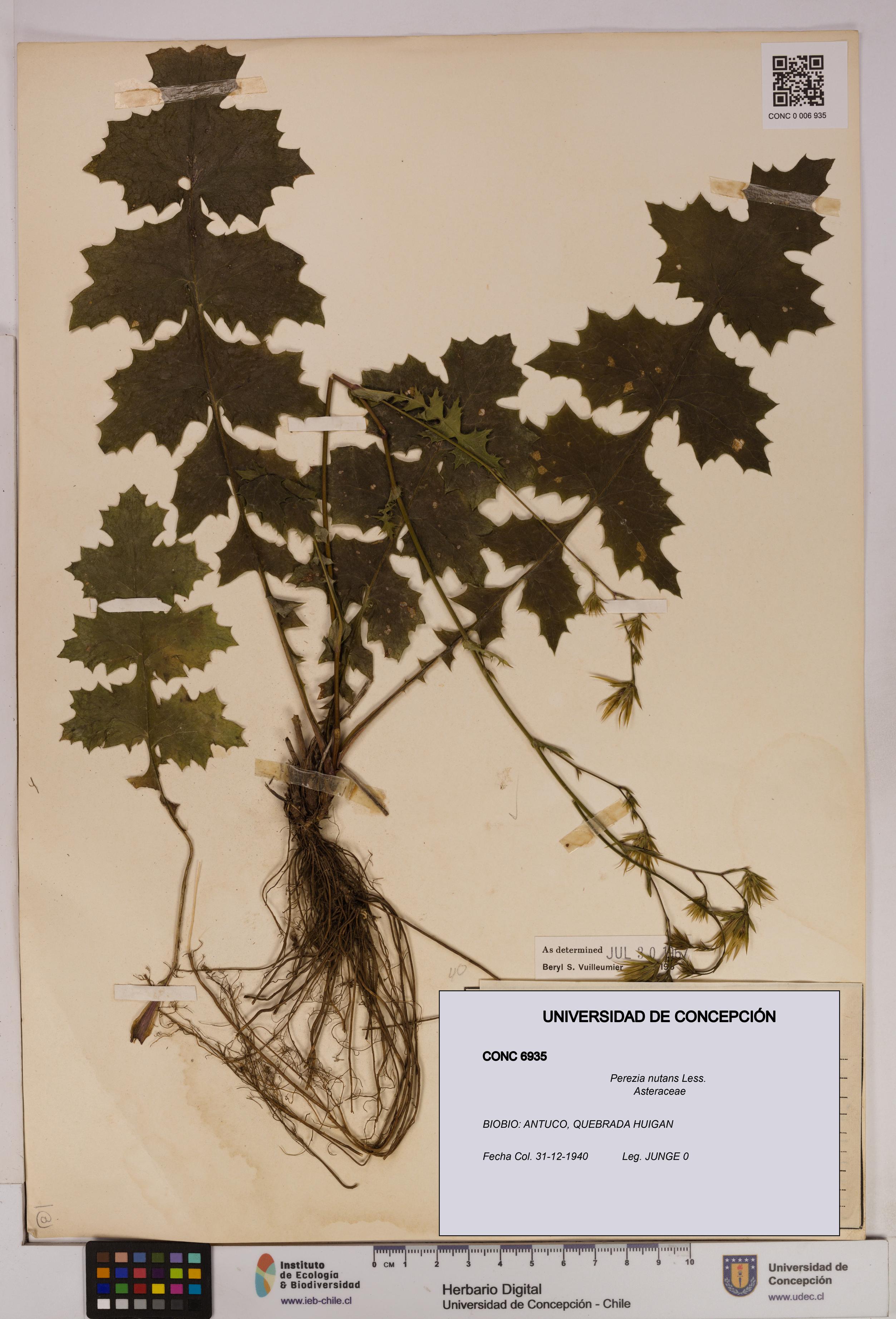 Perezia nutans [Espécimen: UDEC:CONC:0006935]