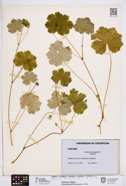 Hydrocotyle poeppigii [Espécimen: ]