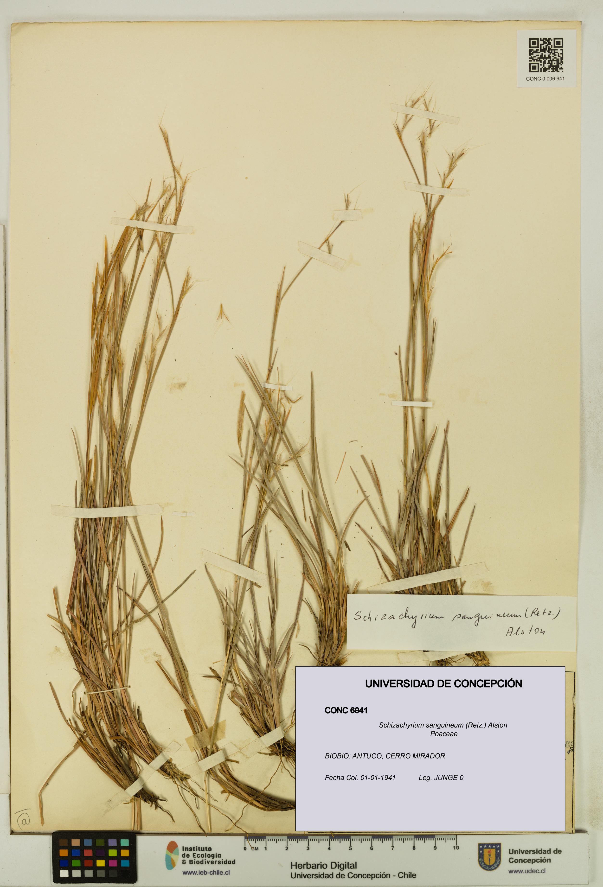 Schizachyrium sanguineum [Espécimen: UDEC:CONC:0006941]