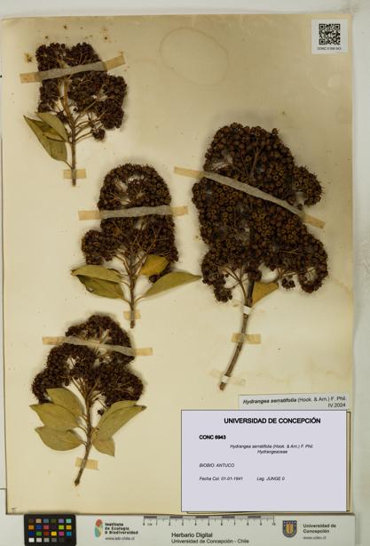 Hydrangea serratifolia [Espécimen: UDEC:CONC:0006943]