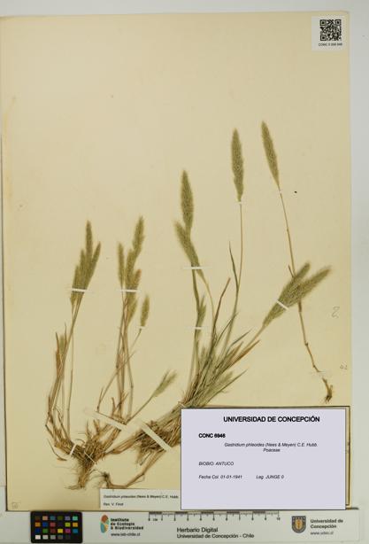 Gastridium phleoides [Espécimen: UDEC:CONC:0006946]
