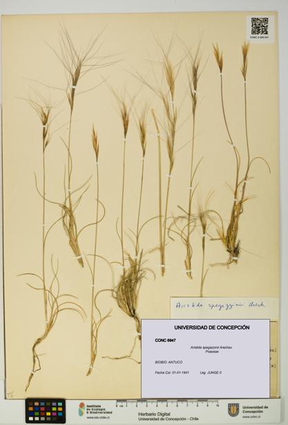 Aristida spegazzinii [Espécimen: UDEC:CONC:0006947]