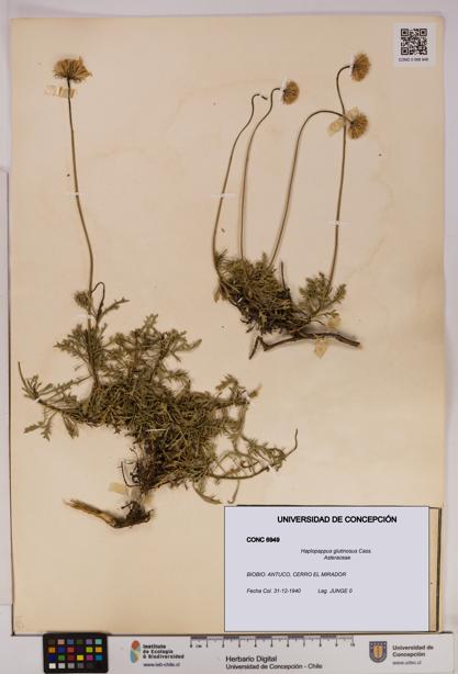 Haplopappus glutinosus [Espécimen: UDEC:CONC:0006949]