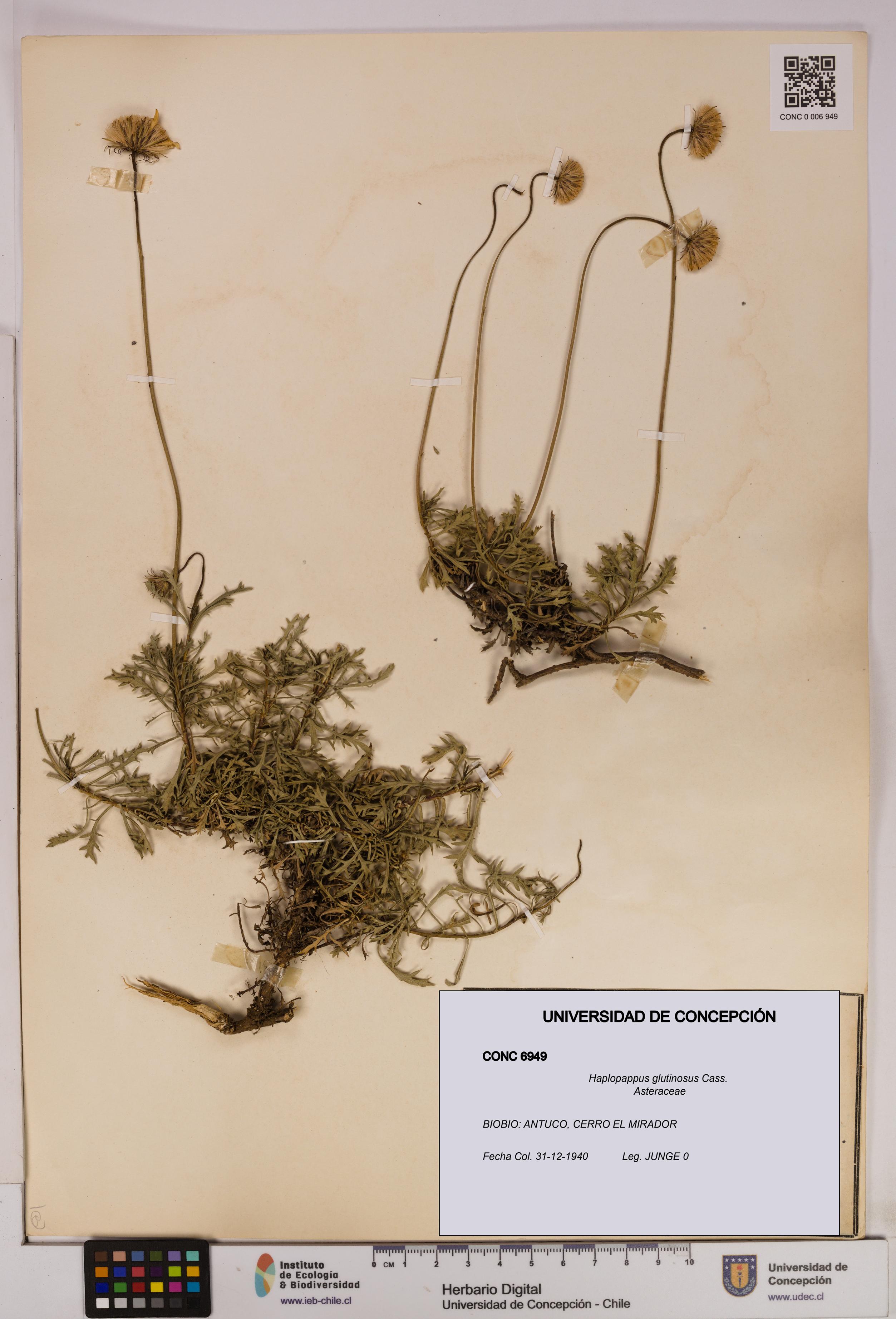 Haplopappus glutinosus [Espécimen: UDEC:CONC:0006949]