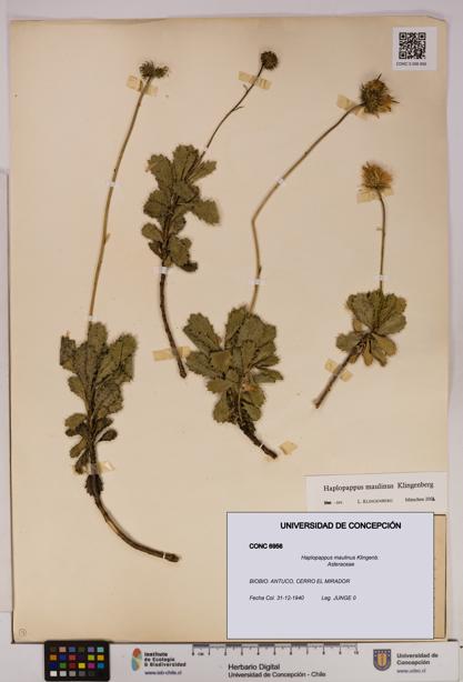 Haplopappus maulinus [Espécimen: UDEC:CONC:0006956]