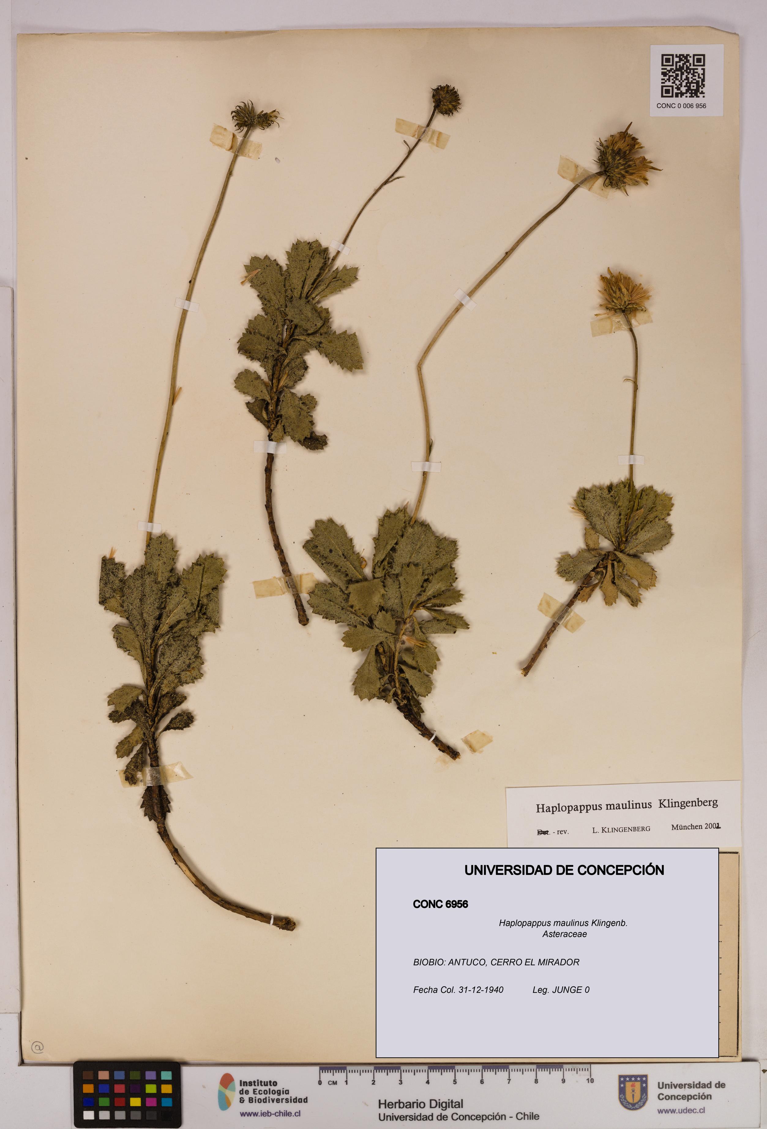 Haplopappus maulinus [Espécimen: UDEC:CONC:0006956]