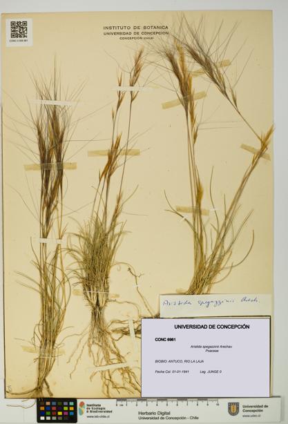 Aristida spegazzinii [Espécimen: UDEC:CONC:0006961]