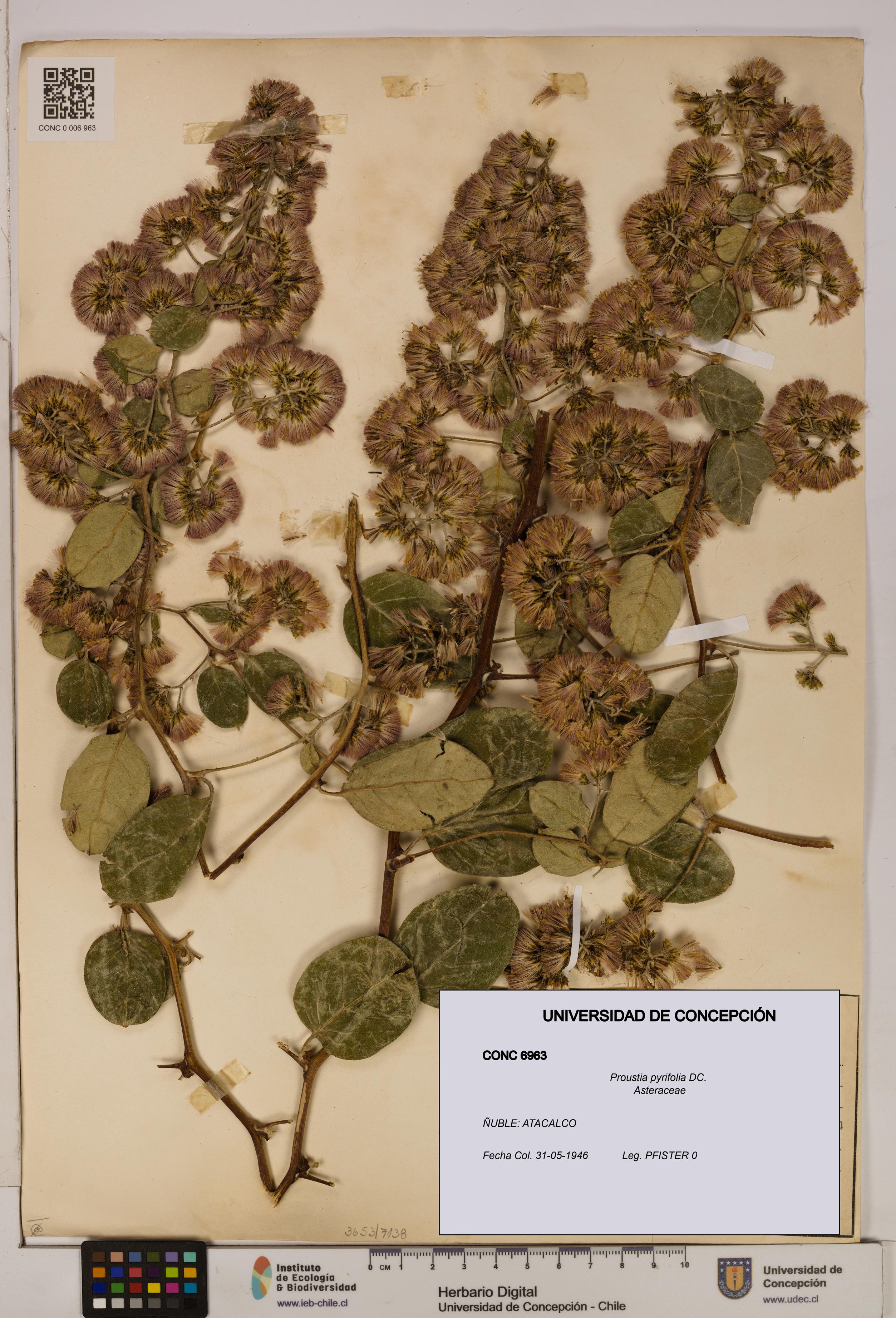 Proustia pyrifolia [Espécimen: UDEC:CONC:0006963]
