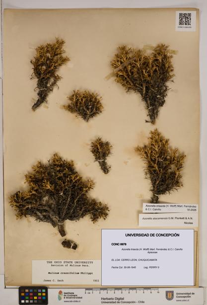 Azorella trisecta [Espécimen: ]