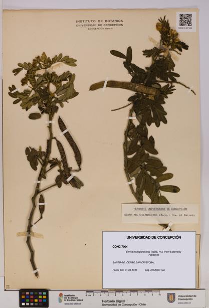 Senna multiglandulosa [Espécimen: UDEC:CONC:0007004]