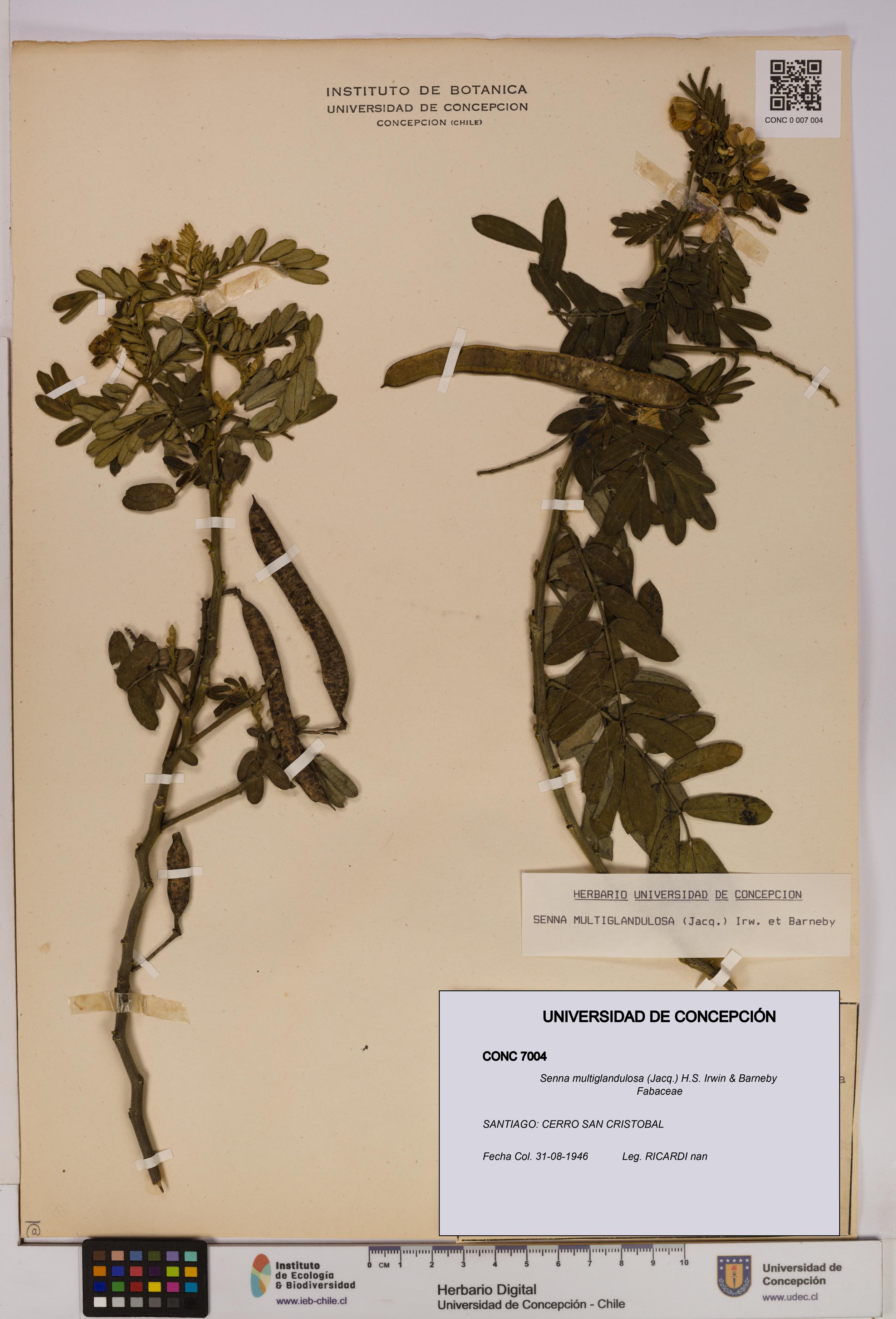 Senna multiglandulosa [Espécimen: UDEC:CONC:0007004]