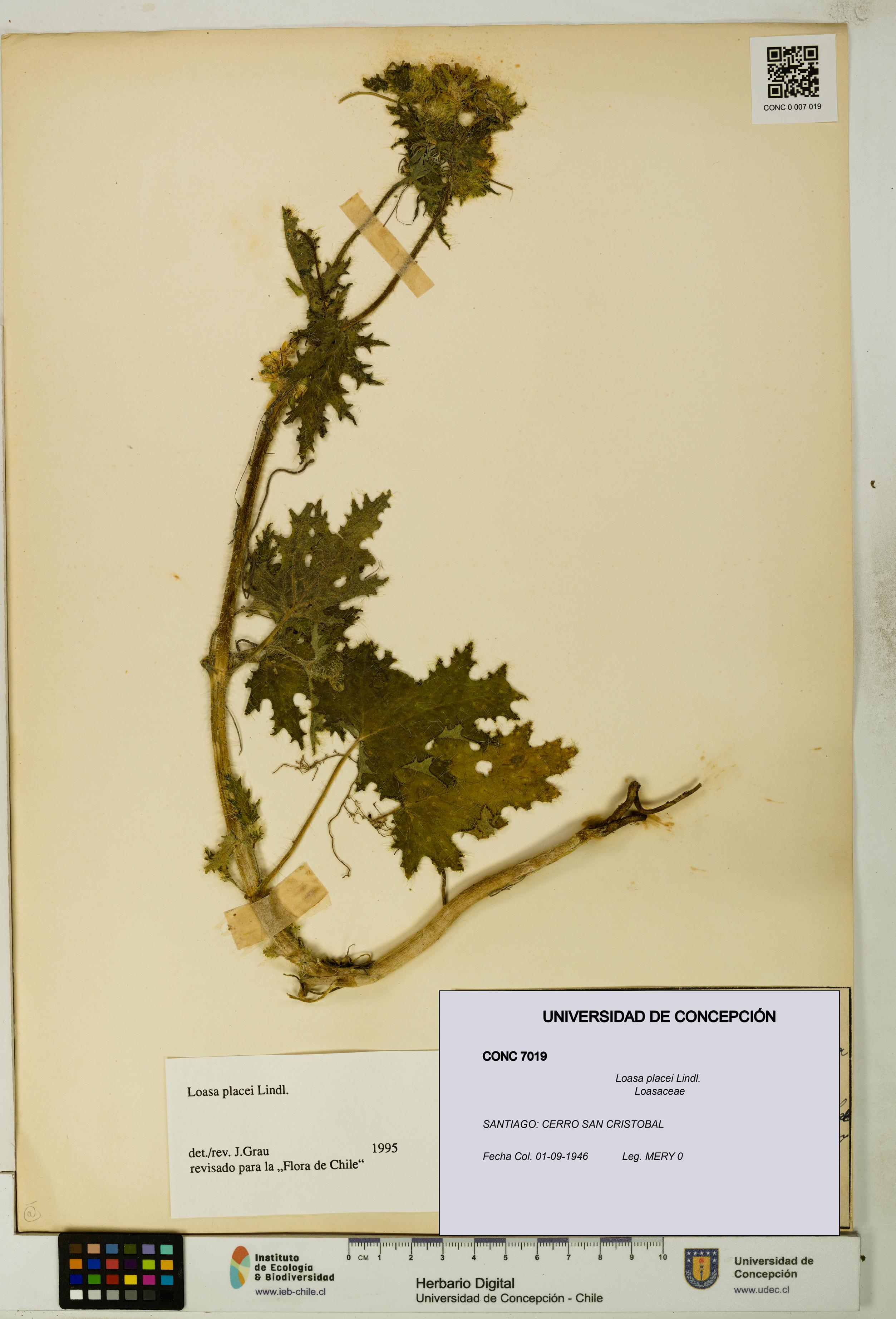 Loasa placei [Espécimen: UDEC:CONC:0007019]