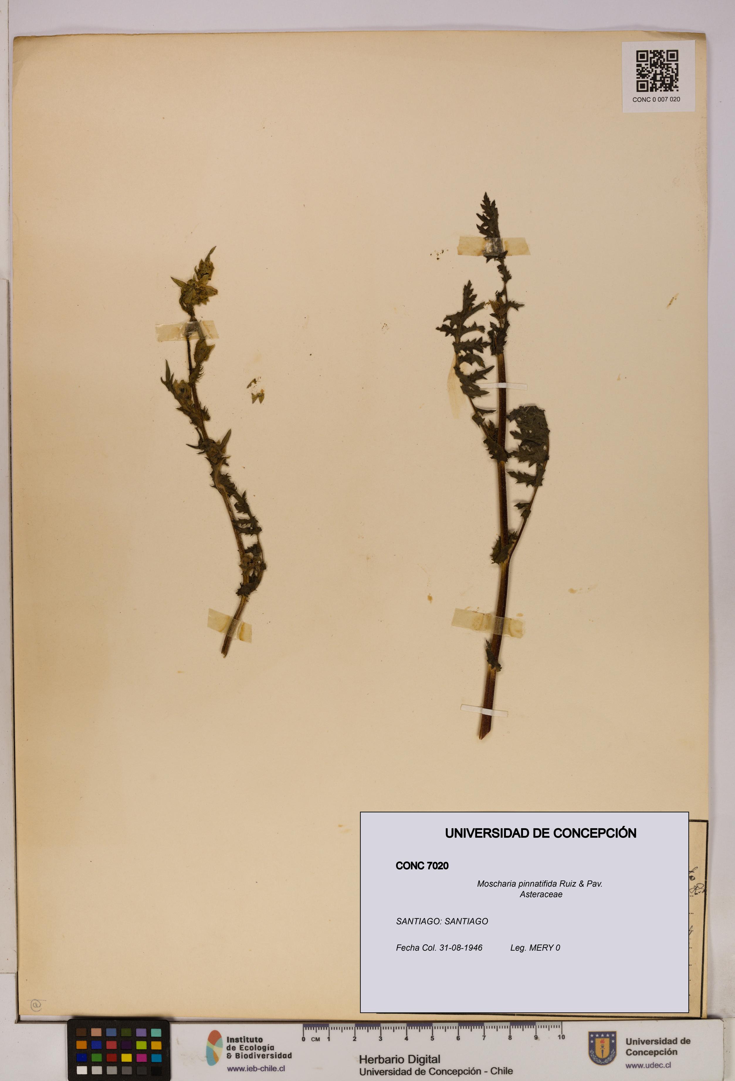 Moscharia pinnatifida [Espécimen: UDEC:CONC:0007020]