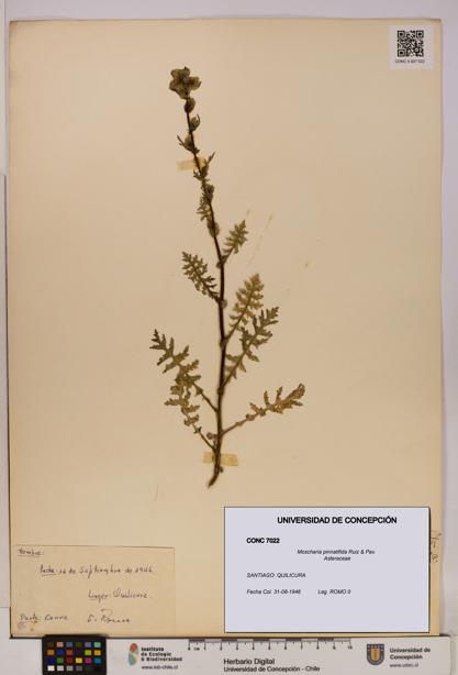 Moscharia pinnatifida [Espécimen: UDEC:CONC:0007022]