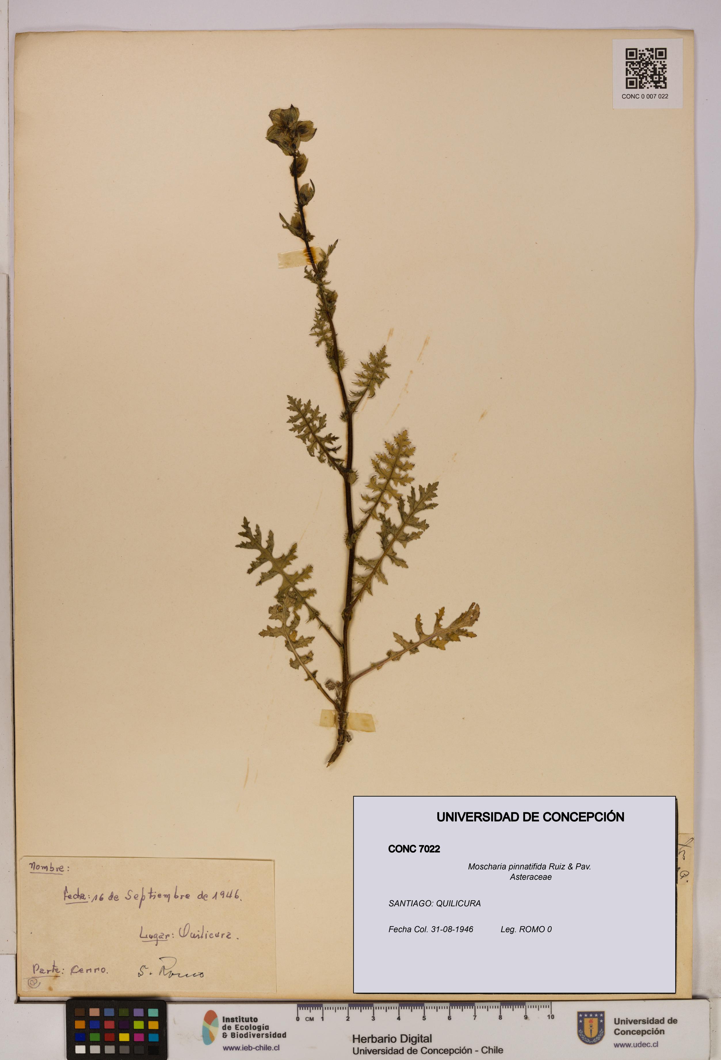 Moscharia pinnatifida [Espécimen: UDEC:CONC:0007022]